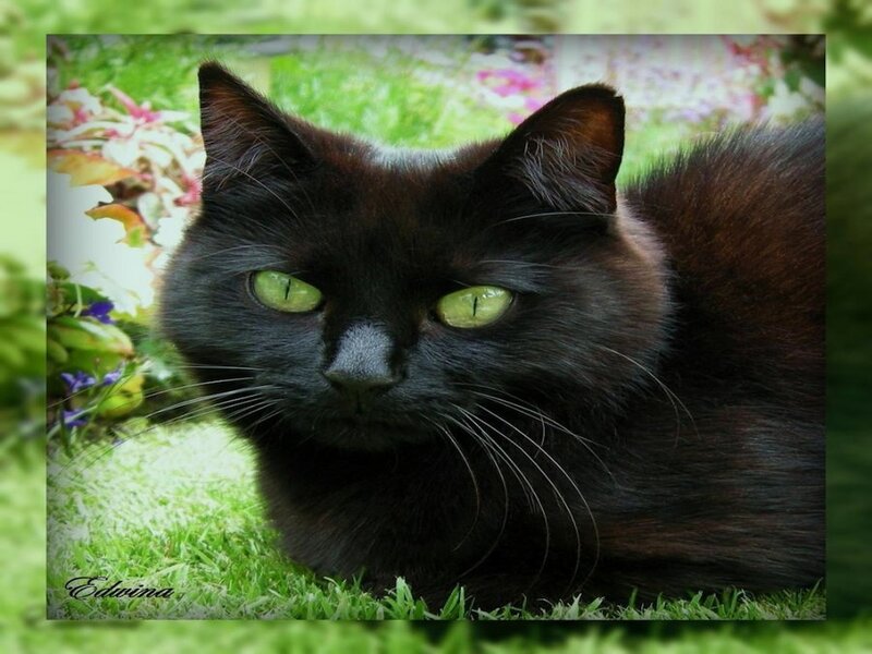 Black Cat with Green Eyes — Calm, Afternoon