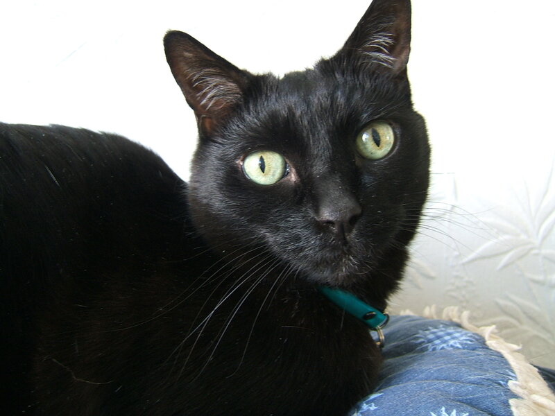 Black Cat with Green Eyes — Calm, Photograph, Collar, Pillow