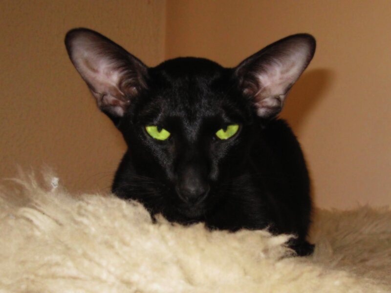Black Cat with Green Eyes — Calm, Photograph, Fluffy Surface