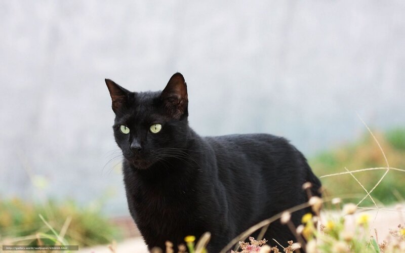 Black Cat with Green Eyes — Calm, Photograph, Grass