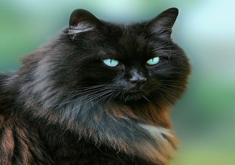 Black Cat with Green Eyes — Calm, Photograph, Green Eyes