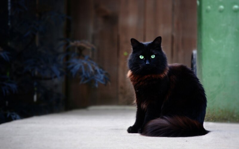 Black Cat with Green Eyes — Calm, Photograph, Plant