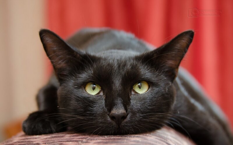 Black Cat with Green Eyes — Calm, Photograph, Red Curtain