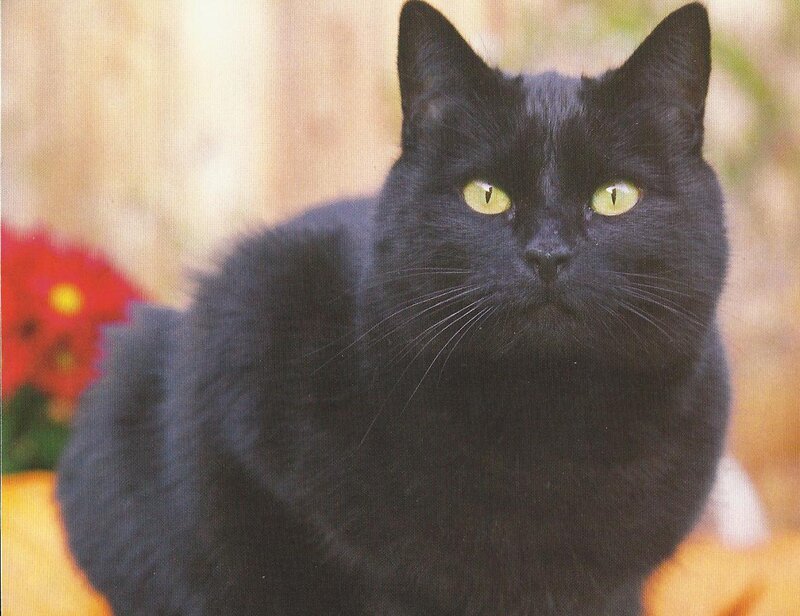 Black Cat with Green Eyes — Calm, Photograph, Red Flower