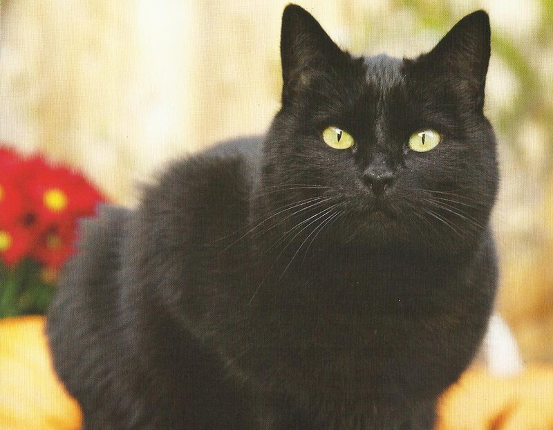 Black Cat with Green Eyes — Calm, Photograph, Red Flowers