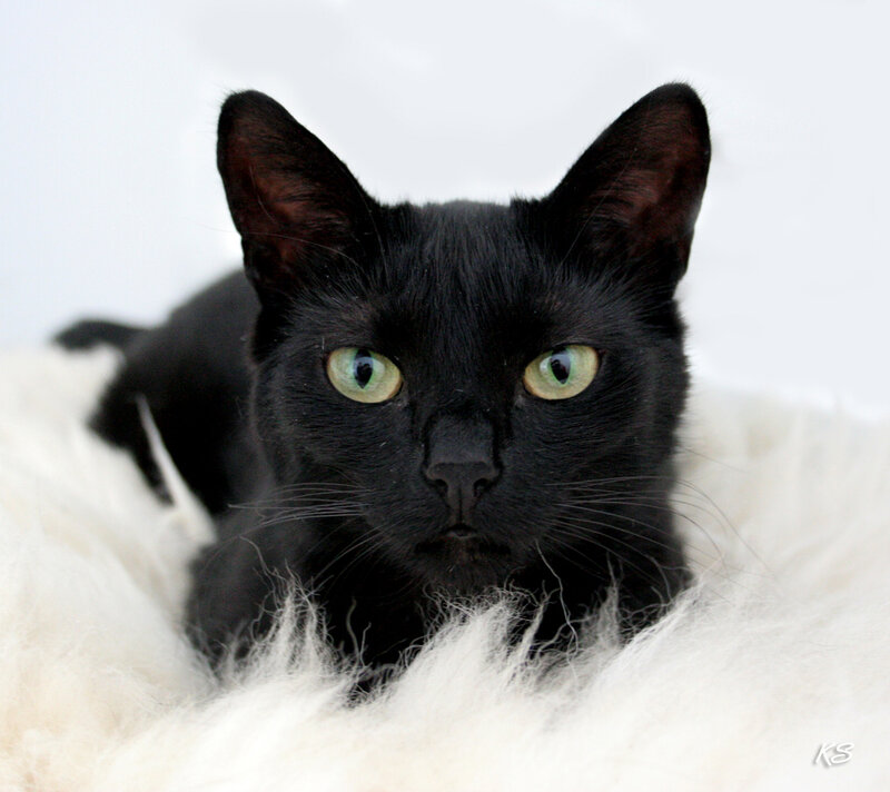 Black Cat with Green Eyes — Calm, Photograph