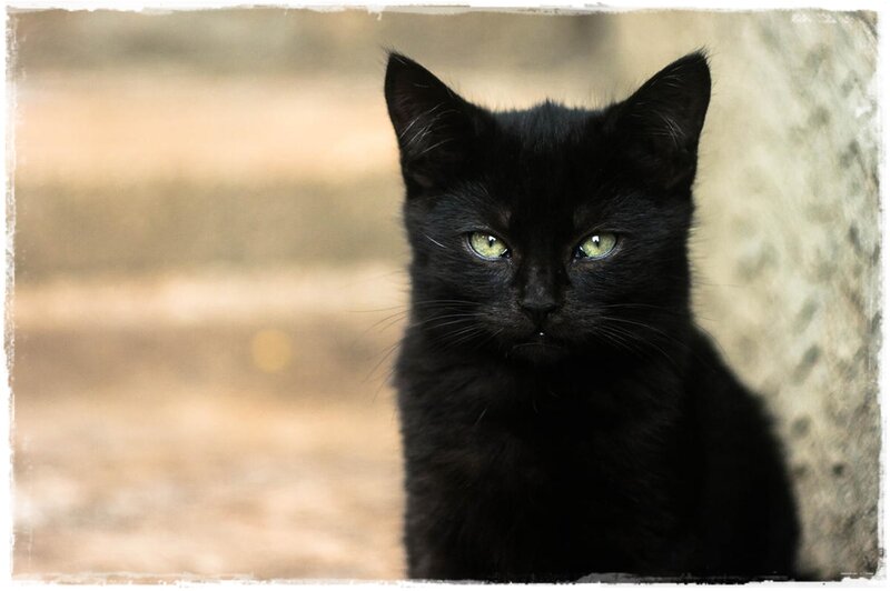 Black Cat with Green Eyes — Calm, Photograph, Wall