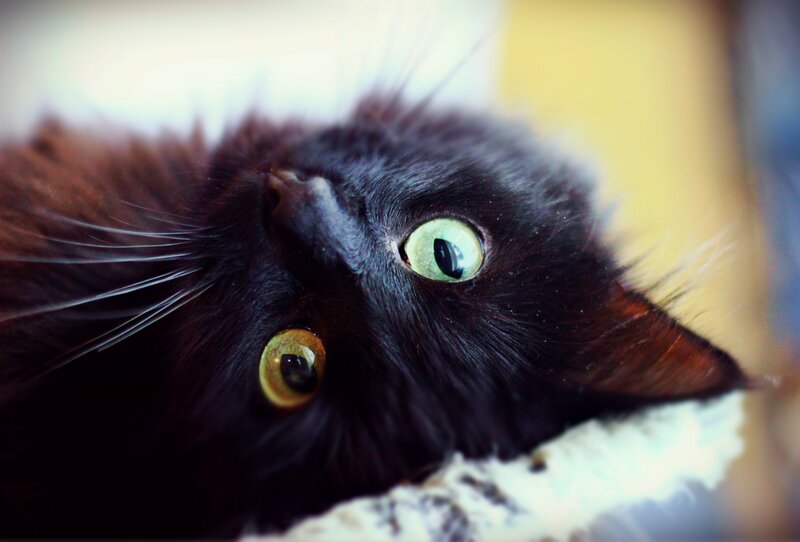Black Cat with Green Eyes — Calm, Photograph, Whiskers, Cat Bed