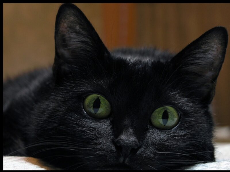 Black Cat with Green Eyes — Calm, Photograph, Whiskers