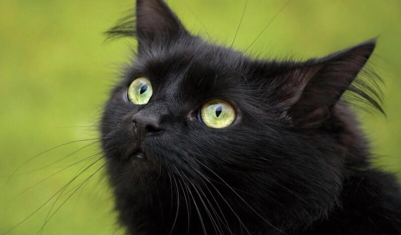 Black Cat with Green Eyes — Curious
