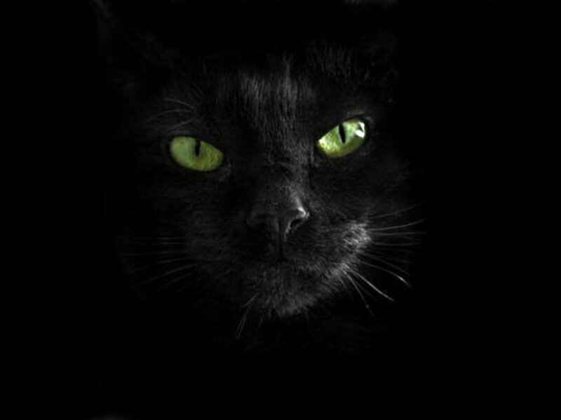 Black Cat with Green Eyes — Dark, Night, Photograph, Whiskers