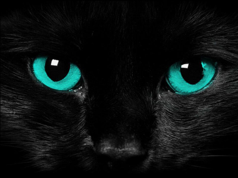 Black Cat with Green Eyes — Dramatic, Night, Photograph, Fur