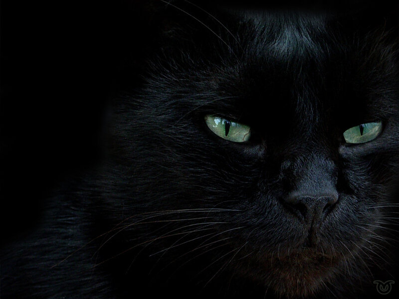 Black Cat with Green Eyes — Dramatic, Night, Photograph