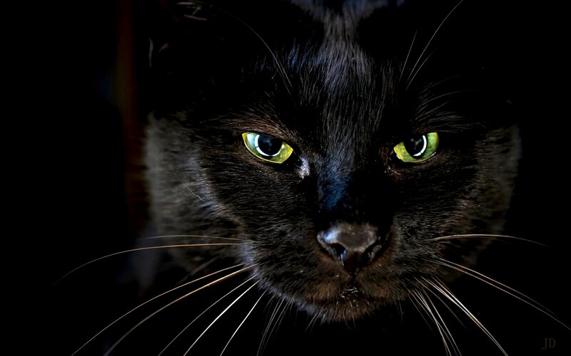 Black Cat with Green Eyes — Dramatic, Night, Photograph, Whiskers, Dark Background