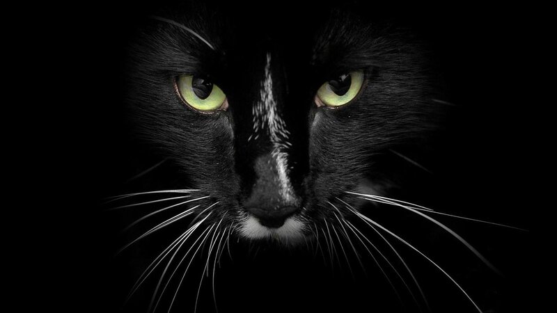 Black Cat with Green Eyes — Dramatic, Night, Photograph, Whiskers, Nose