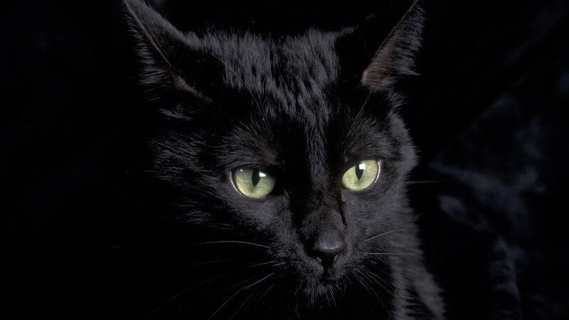 Black Cat with Green Eyes — Dramatic, Night