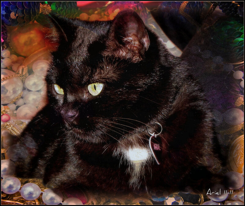 Black Cat with Green Eyes — Dramatic, Photograph, Collar