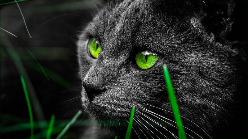 Black Cat with Green Eyes — Dramatic, Photograph, Grass