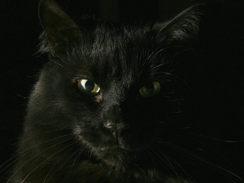 Black Cat with Green Eyes — Dramatic, Photograph