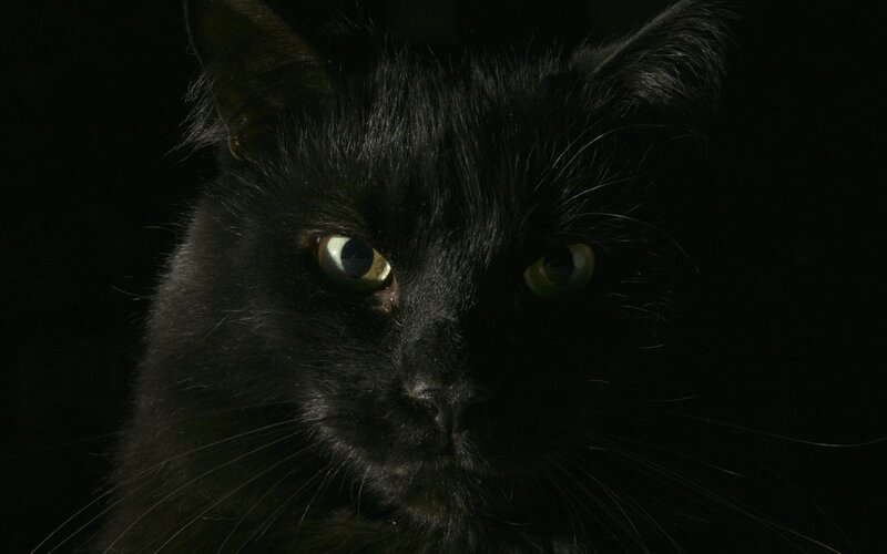 Black Cat with Green Eyes — Dramatic, Photograph, Whiskers