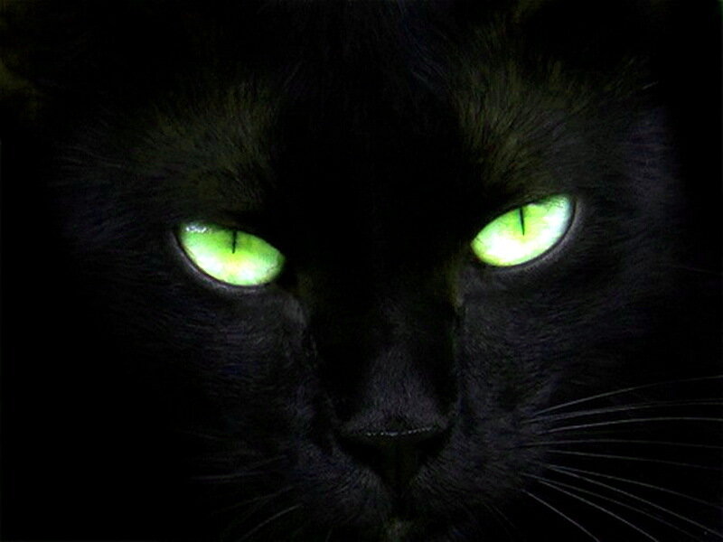 Black Cat with Green Eyes — Intense, Night