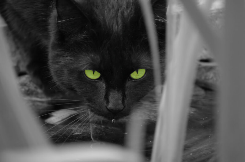 Black Cat with Green Eyes — Intense, Photograph, Grass
