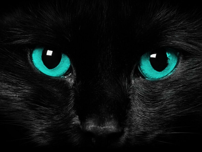 Black Cat with Green Eyes — Intense, Photograph
