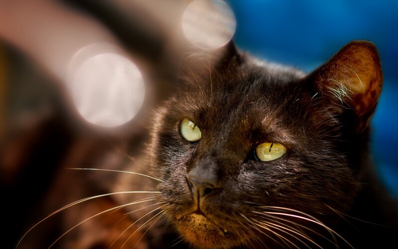 Black Cat with Green Eyes — Intense, Photograph, Whiskers, Bokeh