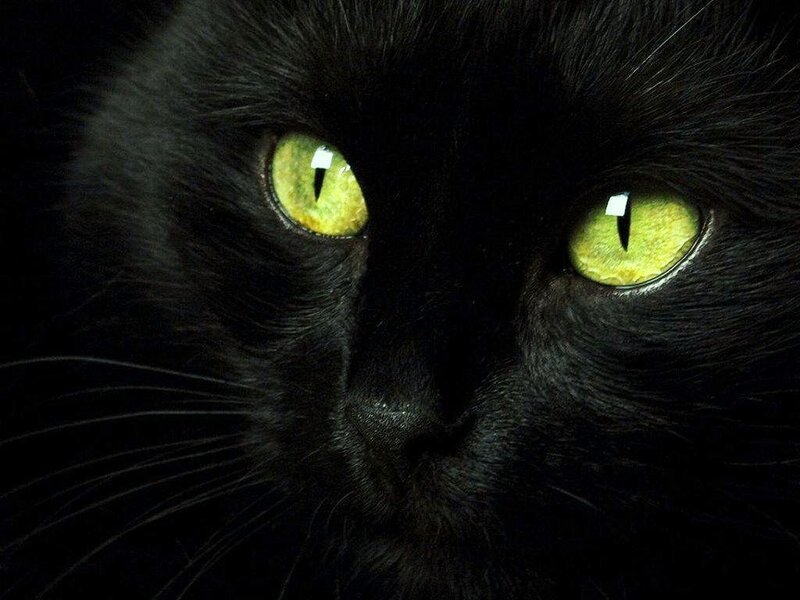 Black Cat with Green Eyes — Intense