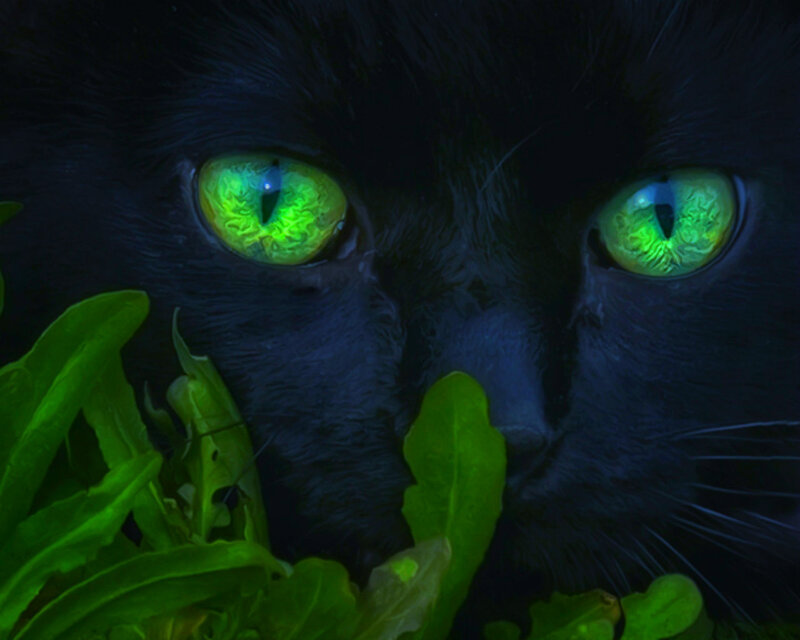 Black Cat with Green Eyes — Mysterious