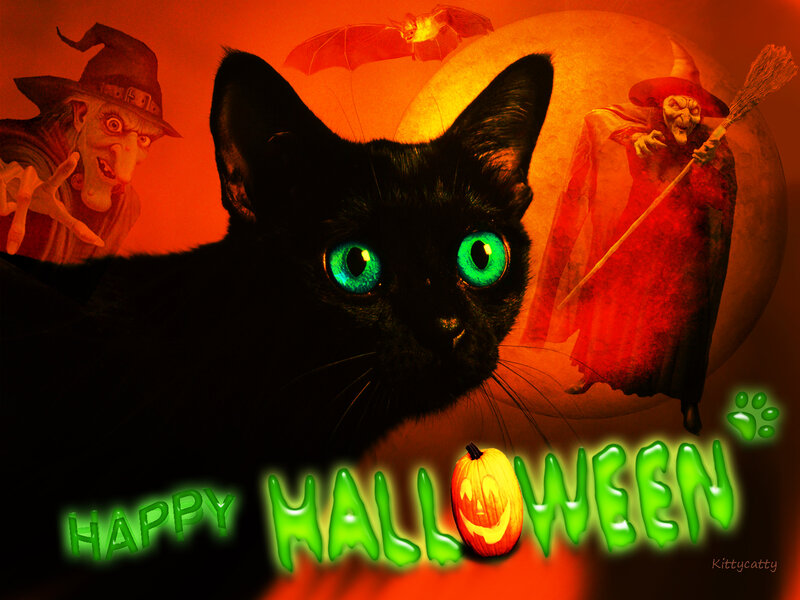 Black Cat with Green Eyes — Orange, Spooky