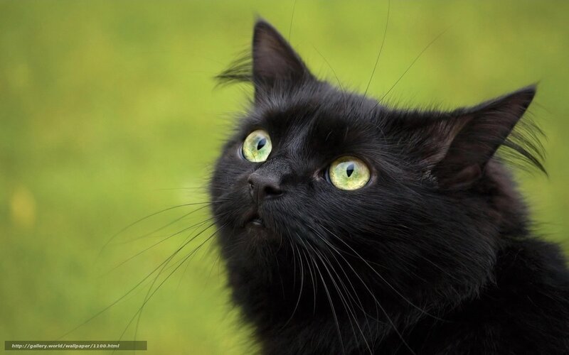 black cat with green eyes
