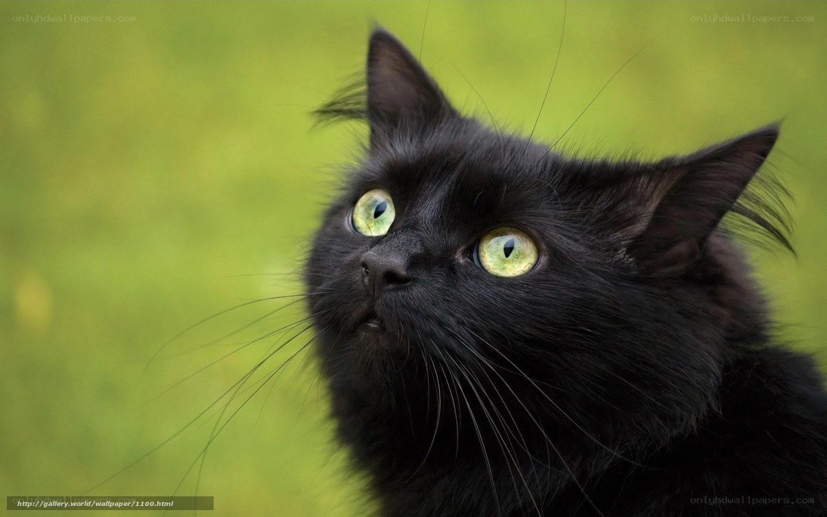 black cat with green eyes