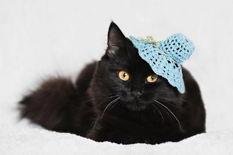 Black Cat with Hat
