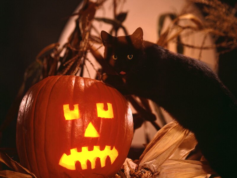 Black Cat with Jack-o-lantern — Orange