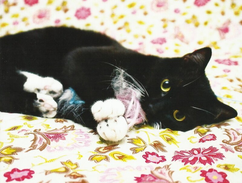 Black Cat with Kittens — Calm, Photograph