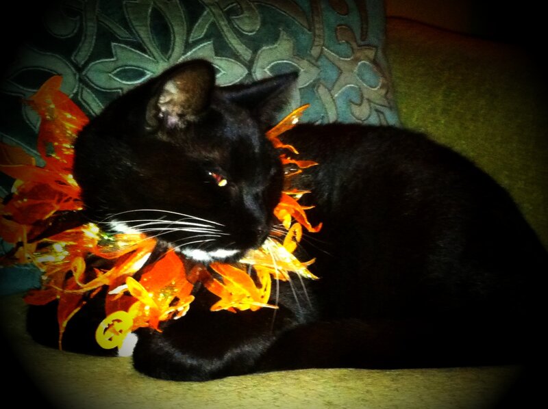 Black Cat with Lei