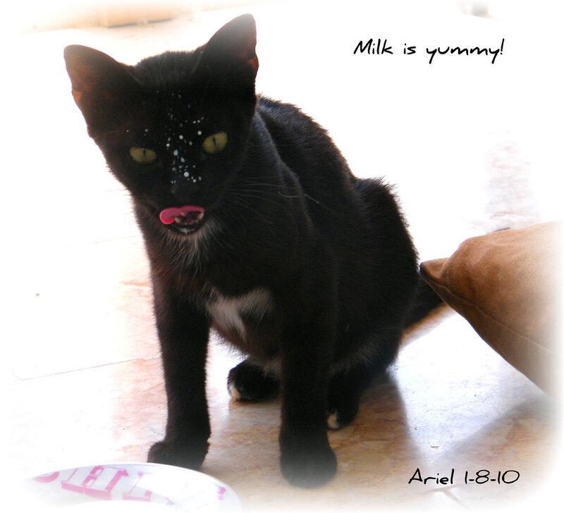 Black Cat with Milk