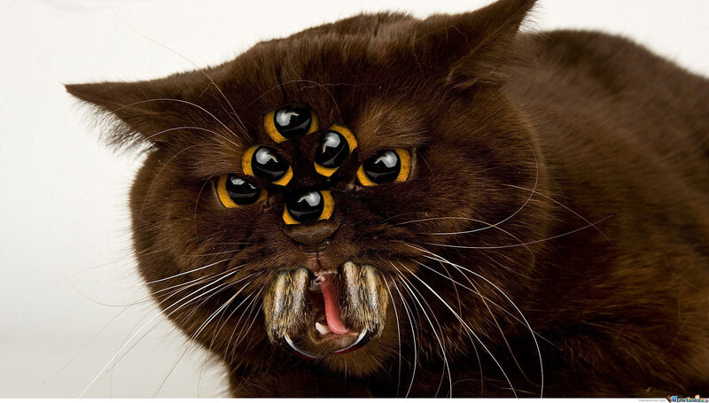 Black Cat with Multiple Eyes
