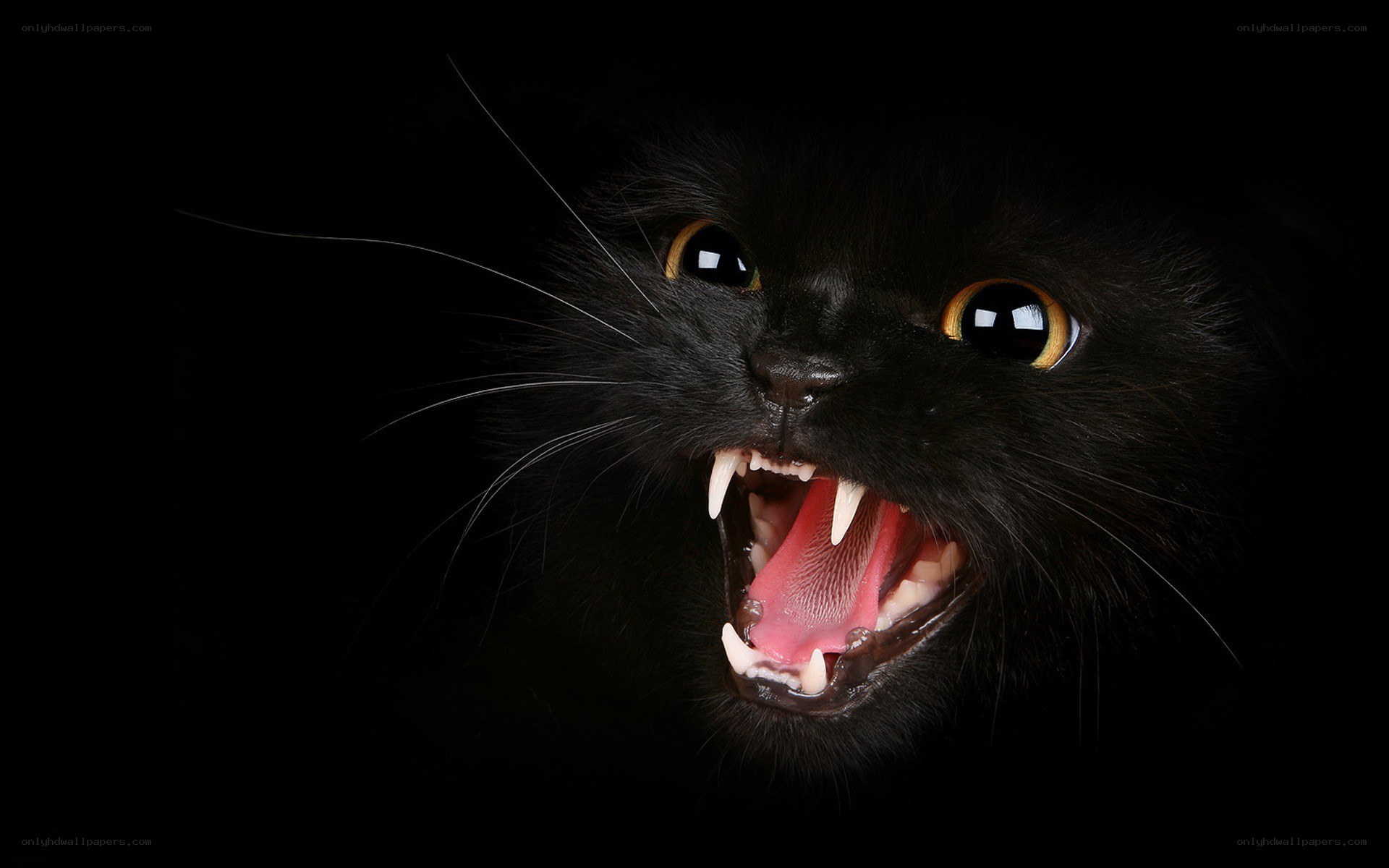 black cat with open mouth