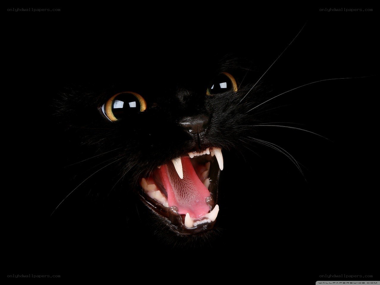 black cat with open mouth