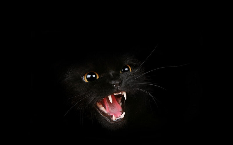 Black Cat with Open Mouth — Dramatic, Photograph, Eyes, Teeth, Whiskers, Yellow, Pink
