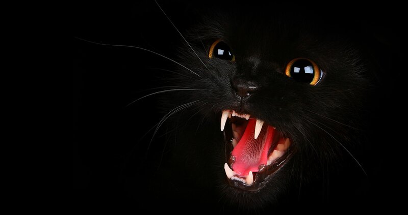 Black Cat with Open Mouth — Dramatic, Photograph, Eyes