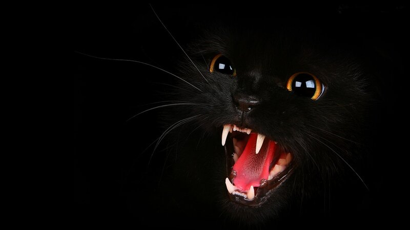 Black Cat with Open Mouth — Dramatic, Photograph