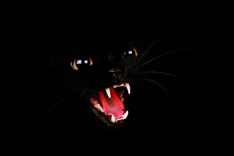 Black Cat with Open Mouth — Dramatic