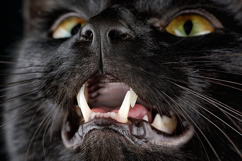Black Cat with Open Mouth — Intense