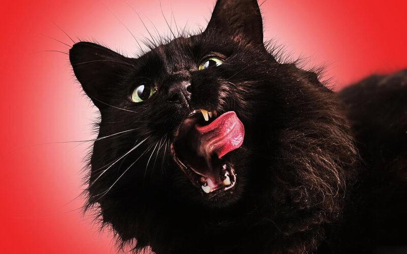 Black Cat with Open Mouth — Red
