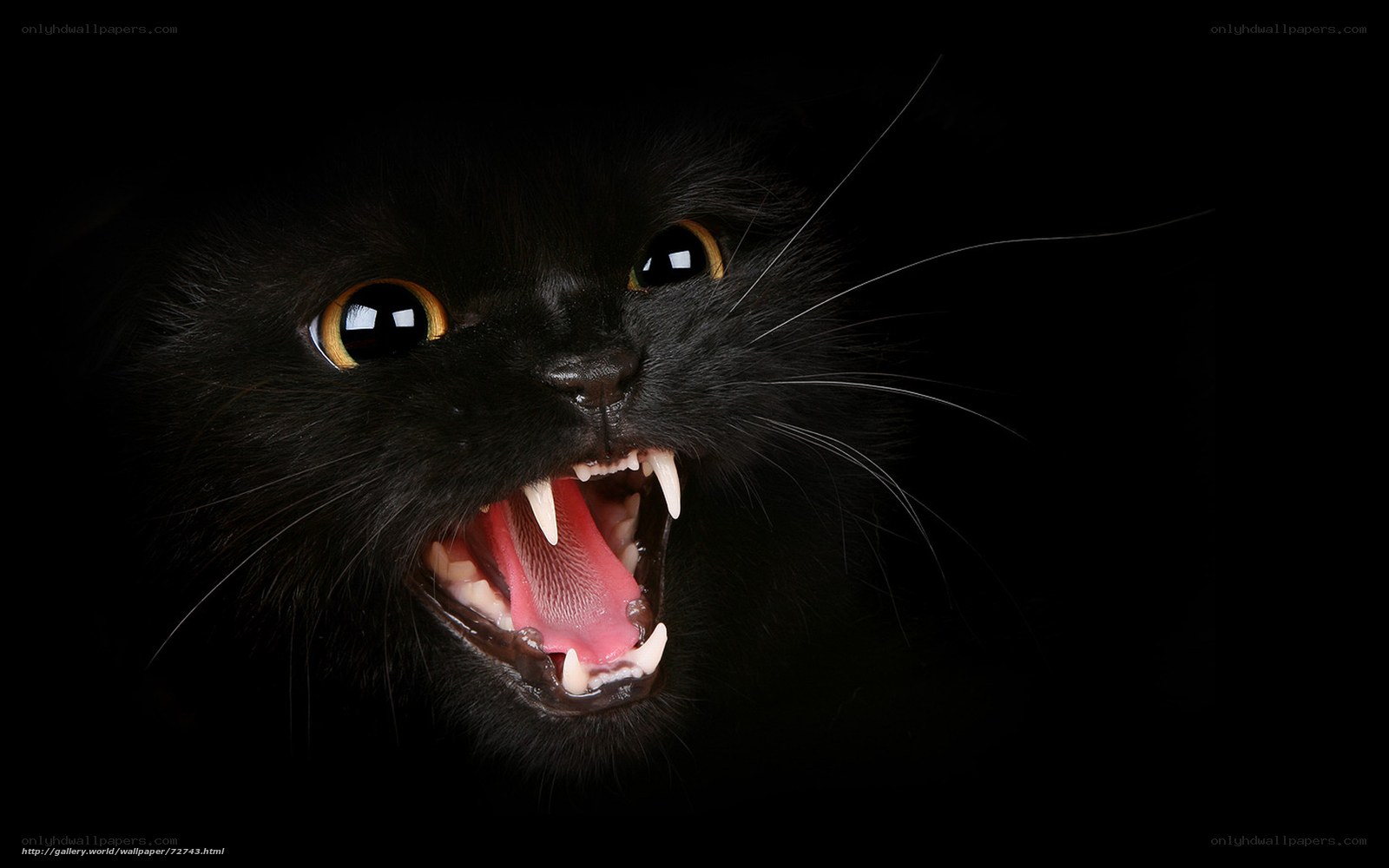 black cat with open mouth