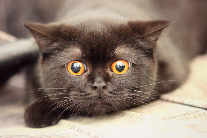 Black Cat with Orange Eyes — Calm