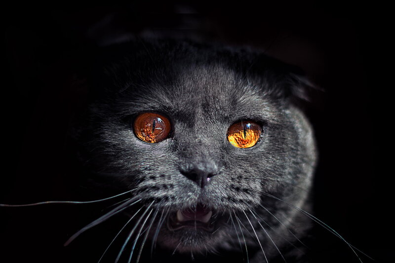 Black Cat with Orange Eyes — Dramatic, Night